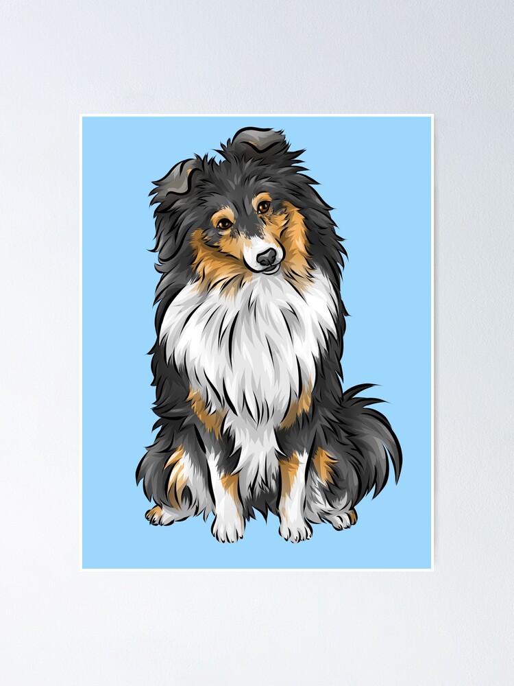 lindo cachorro sheltie