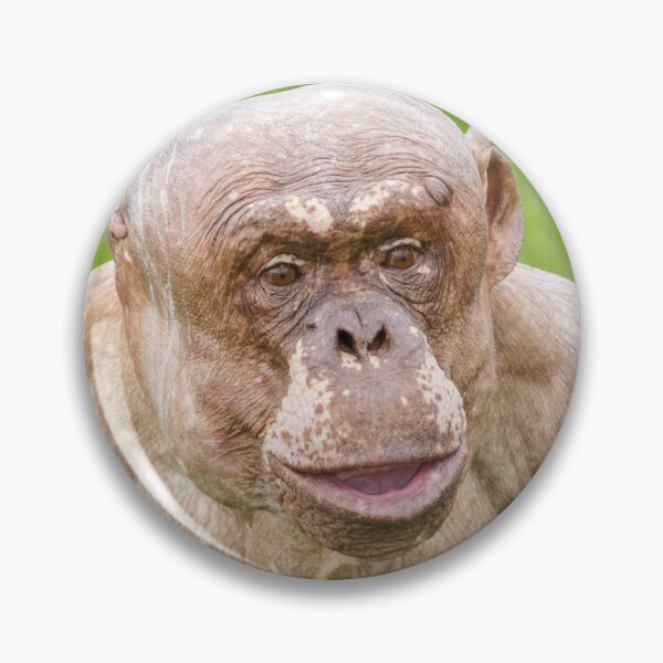Item preview, Jambo The Hairless Chimpanzee designed and sold by rawshutterbug.