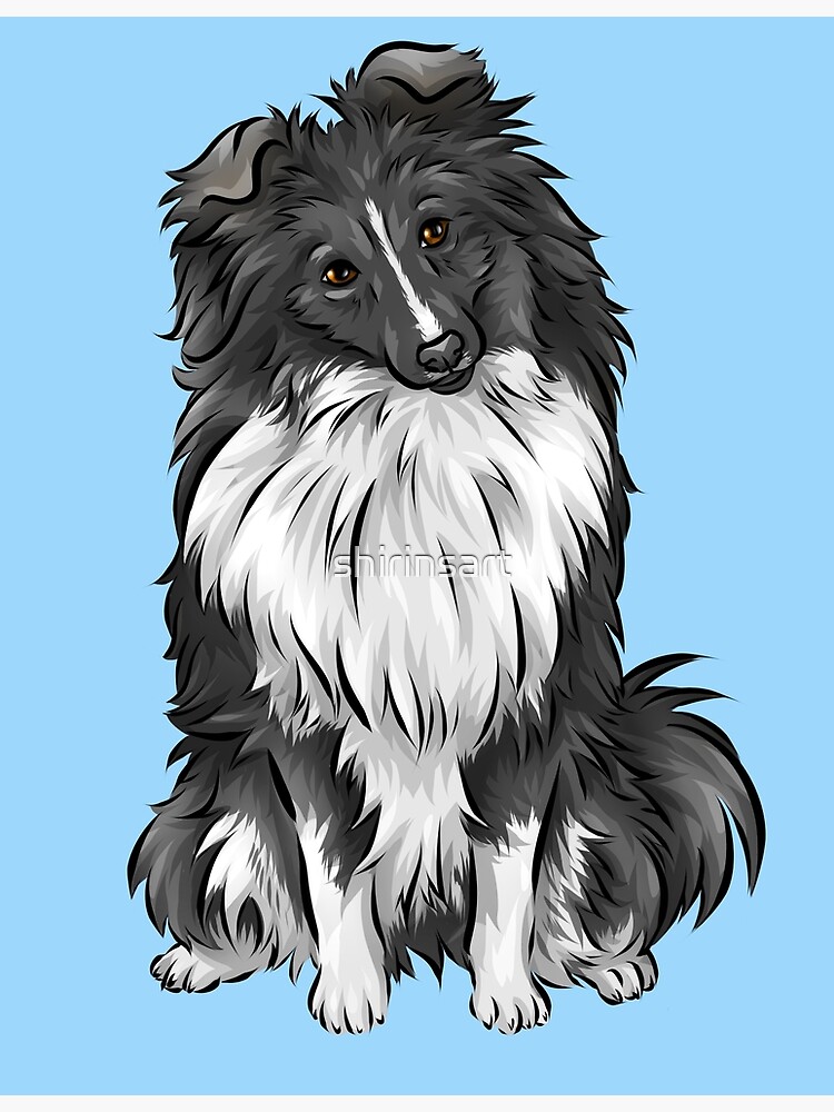 lindo cachorro sheltie