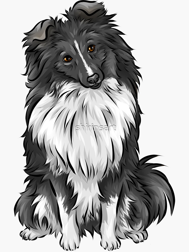 Bi 2024 black sheltie