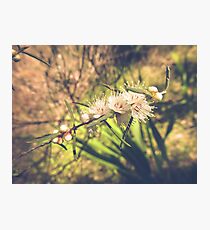 Blossoms Photographic Print