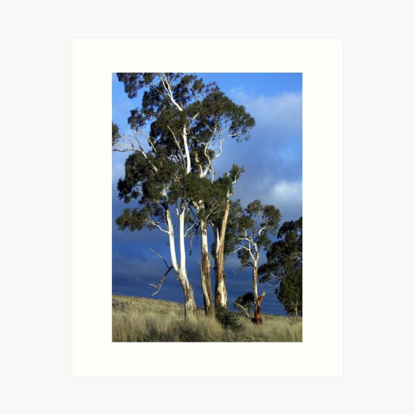 Item preview, High Country Eucalypts - Bombala, New South Wales designed and sold by Bev Pascoe.