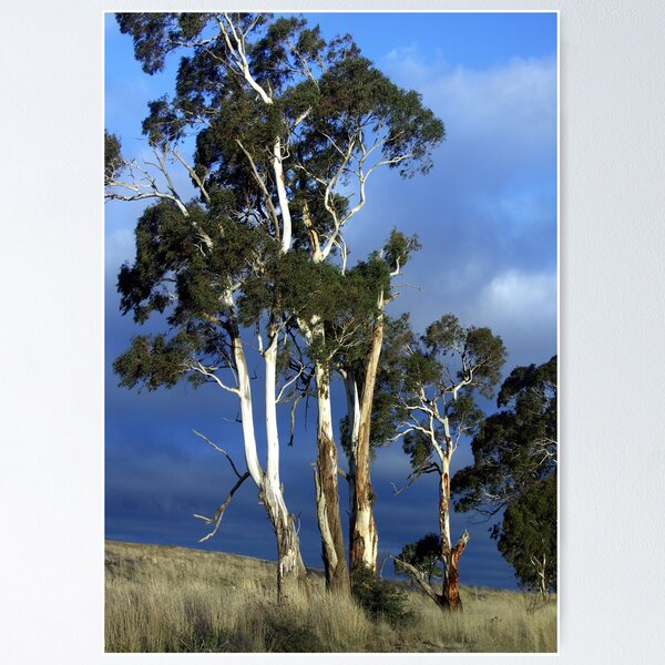 Item preview, High Country Eucalypts - Bombala, New South Wales designed and sold by Bev Pascoe.