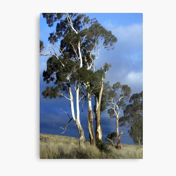 Item preview, High Country Eucalypts - Bombala, New South Wales designed and sold by Bev Pascoe.