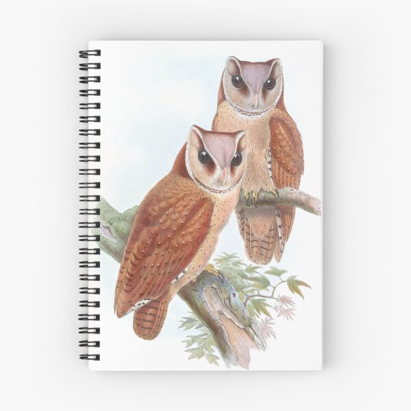 Item preview, Oriental Bay-Owl, 1800s Vintage Bird Art by John Gould and H.C. Richter designed and sold by VintageRestored.