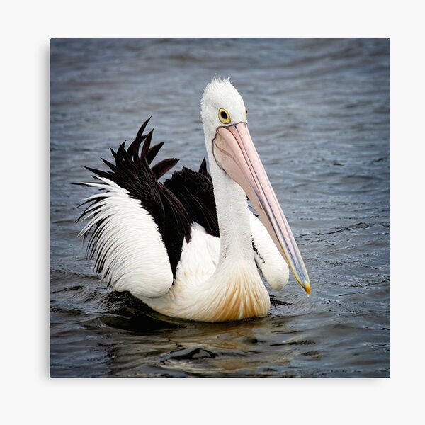 Item preview, Pelican - Square format designed and sold by GaryParnell.