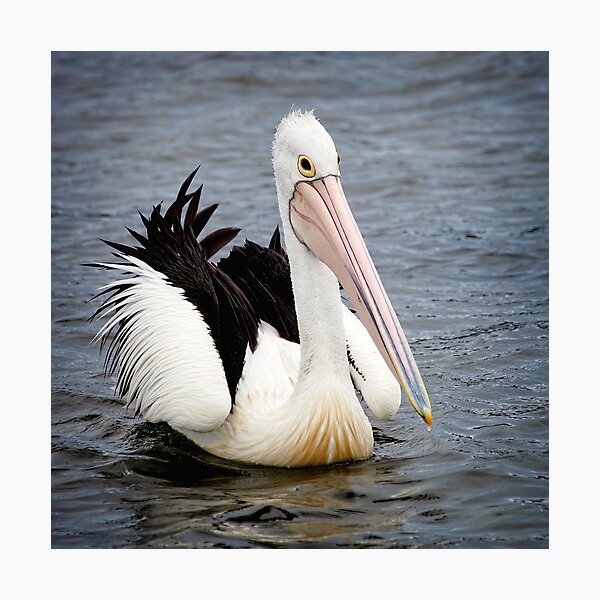 Item preview, Pelican - Square format designed and sold by GaryParnell.