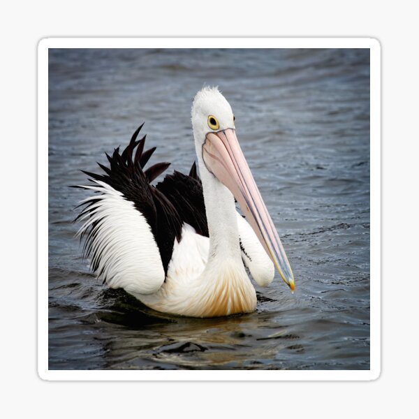 Item preview, Pelican - Square format designed and sold by GaryParnell.