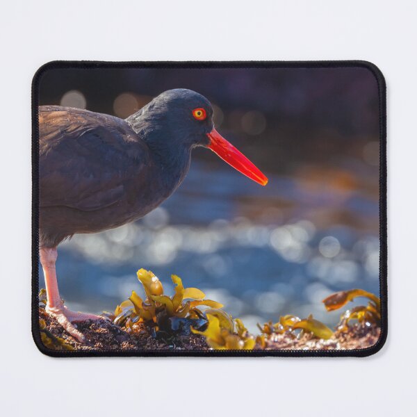 Item preview, Oystercatcher designed and sold by jvnimages.