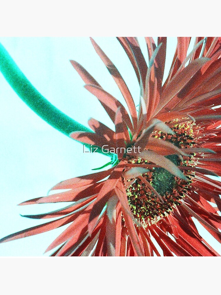 Red Gerbera - UK566/29 - www.lizgarnett.com by LizGarnettArt