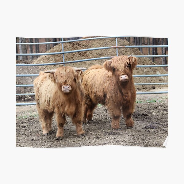 Highland cows Poster