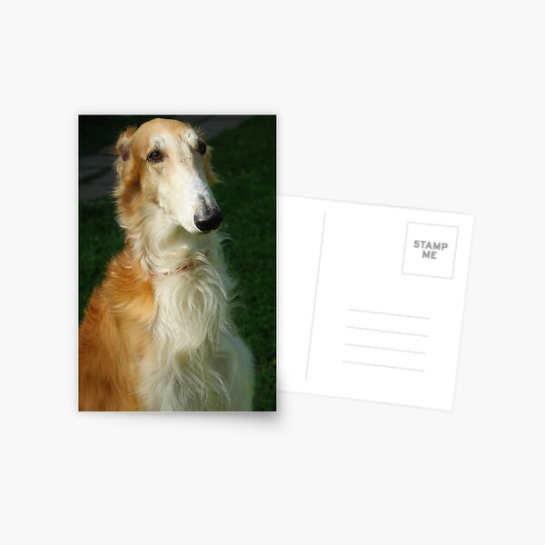 borzoi Postcard