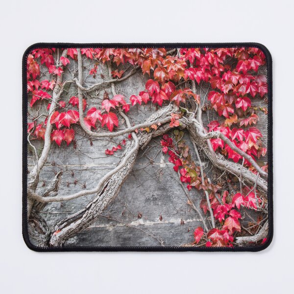 Item preview, The Ivy on the Church Wall designed and sold by Alan Millarvie.