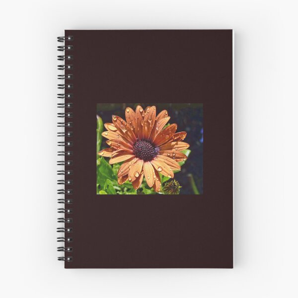Item preview, Osteospermum Margarita Deep Bronze designed and sold by lynn carter.