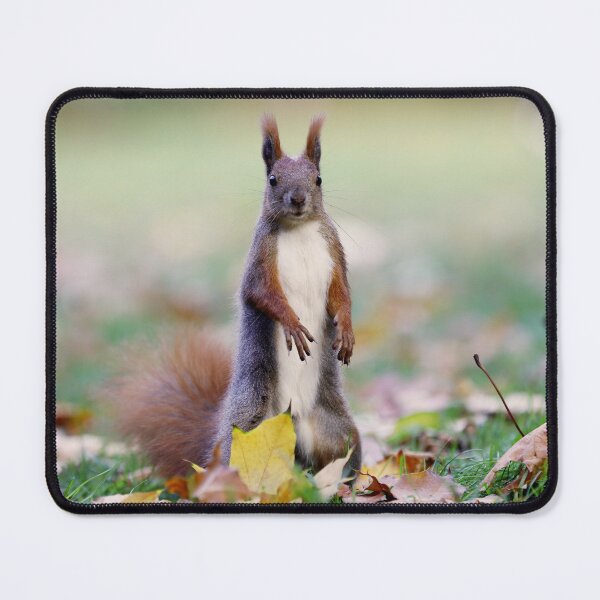 Item preview, Squirrel designed and sold by ART-SUNRISE.