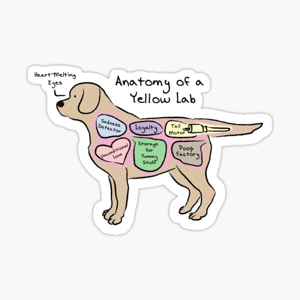 Item preview, Anatomy of a Yellow Lab designed and sold by MommySketchpad.