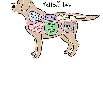 Bull Anatomy Diagram