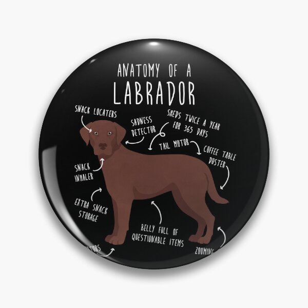 Item preview, Chocolate Labrador Retriever Dog Anatomy designed and sold by Clara Hollins.