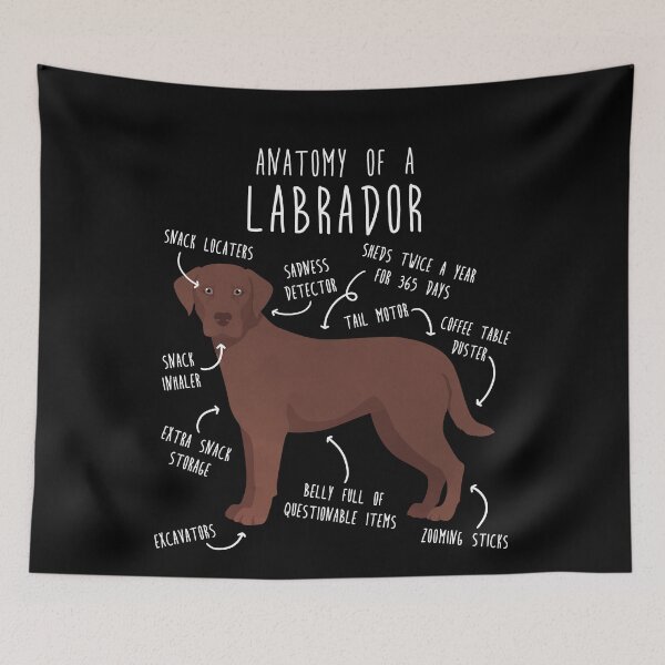 Item preview, Chocolate Labrador Retriever Dog Anatomy designed and sold by Clara Hollins.