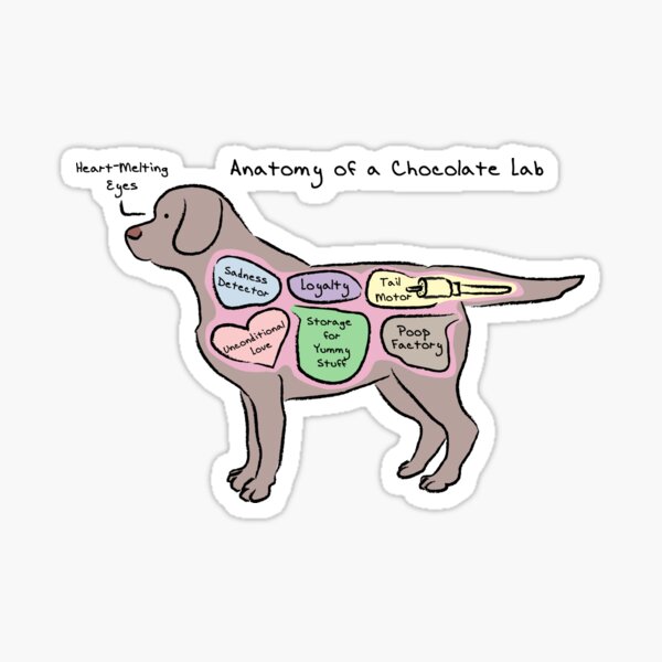 Anatomy of a Chocolate Lab Sticker