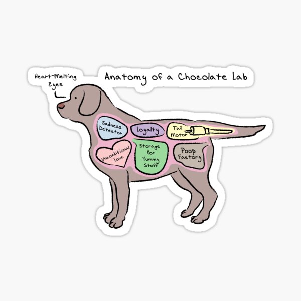 Chocolate Lab in a Yeti Cooler  Sticker for Sale by Cactus0