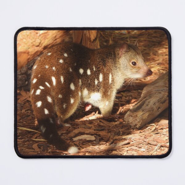 Item preview, Quoll designed and sold by DiDee74.