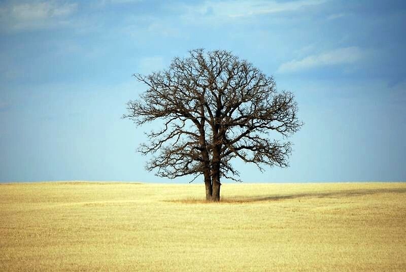 "A Tree in the Middle of Nowhere" by Karen Keaton | Redbubble