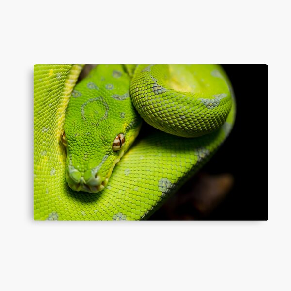 Galaxy, the green tree python. Canvas Print