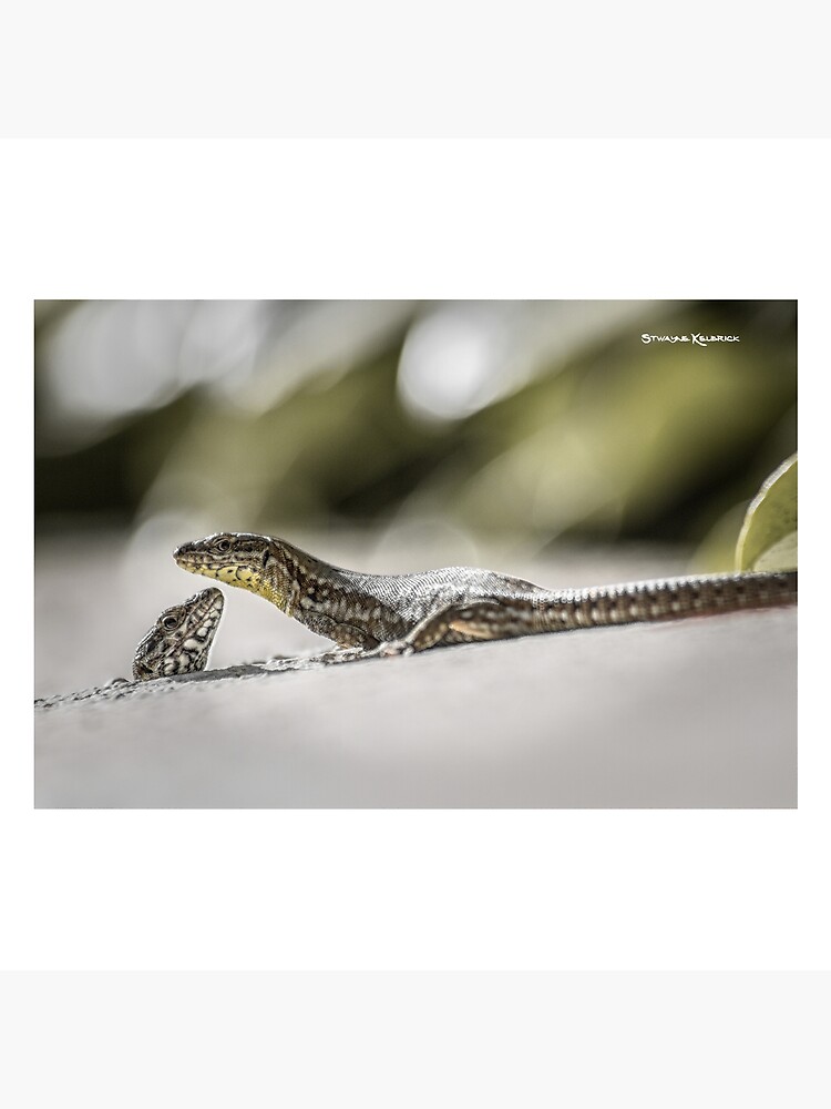 The charming lizards by Stwayne