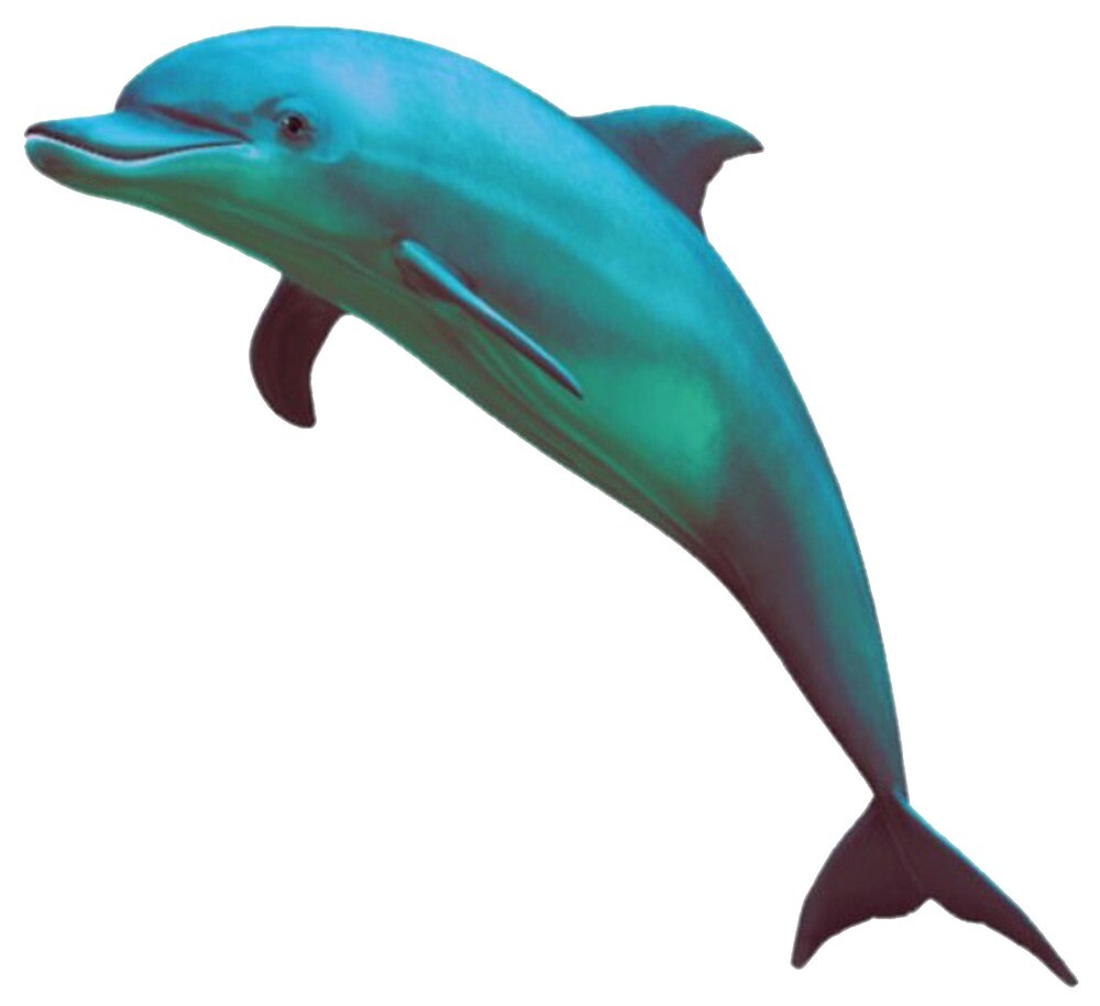 Kyles Dad Dolphin