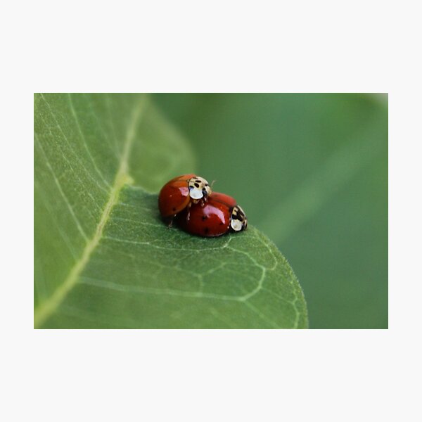 Mating Asian Lady Beetles Photographic Print