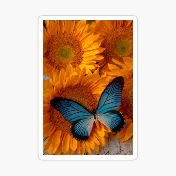 "Big Blue Butterfly On Sunflowers" Sticker for Sale by photogarry