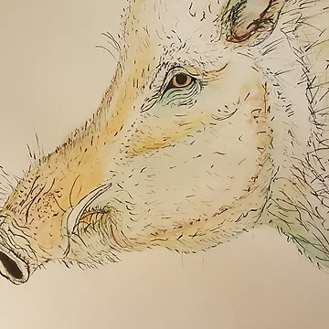 Artwork thumbnail, My Razorback by kirasuttee