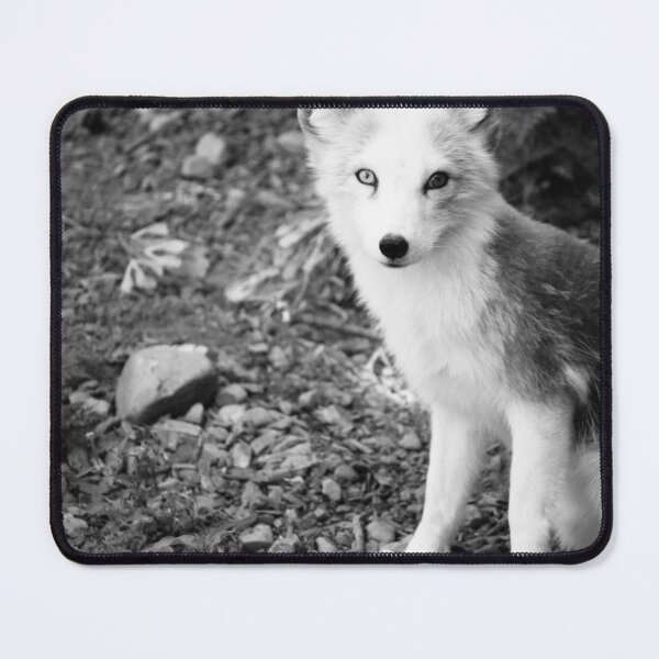 Item preview, B&W Arctic Fox designed and sold by alyssasimages.