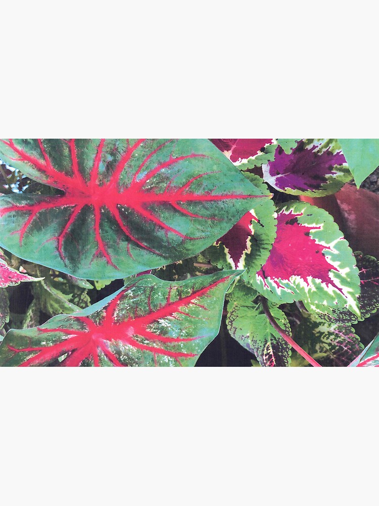 Thumbnail 6 of 6, Coffee Mug, CALADIUMS N COLEUSES designed and sold by DAVIDLIBERTY.