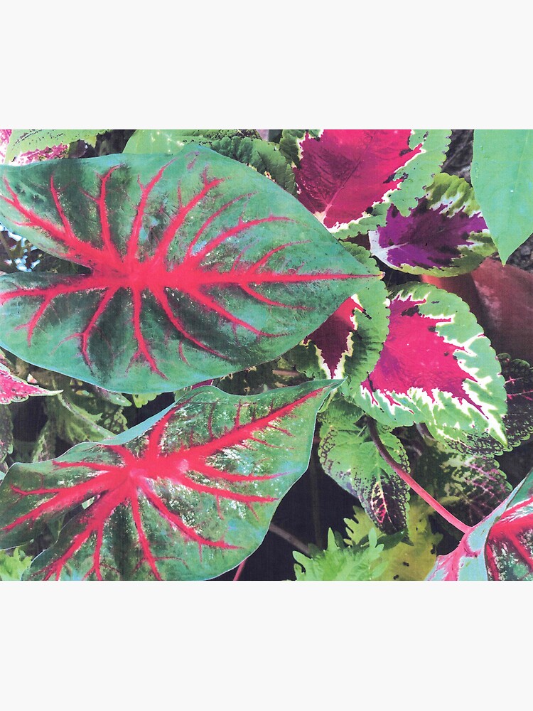 Thumbnail 5 of 5, Mouse Pad, CALADIUMS N COLEUSES designed and sold by DAVIDLIBERTY.