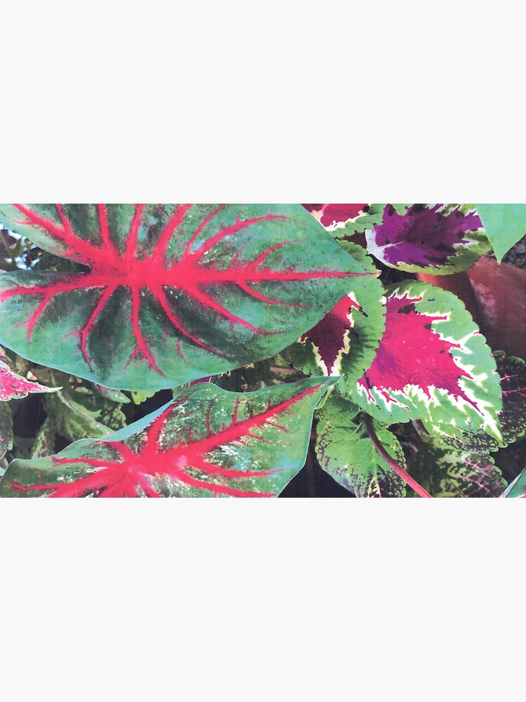Thumbnail 6 of 6, Bucket Hat, CALADIUMS N COLEUSES designed and sold by DAVIDLIBERTY.