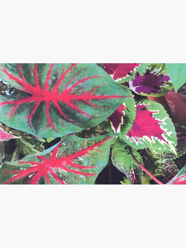 Thumbnail 2 of 2, Laptop Skin, CALADIUMS N COLEUSES designed and sold by DAVIDLIBERTY.