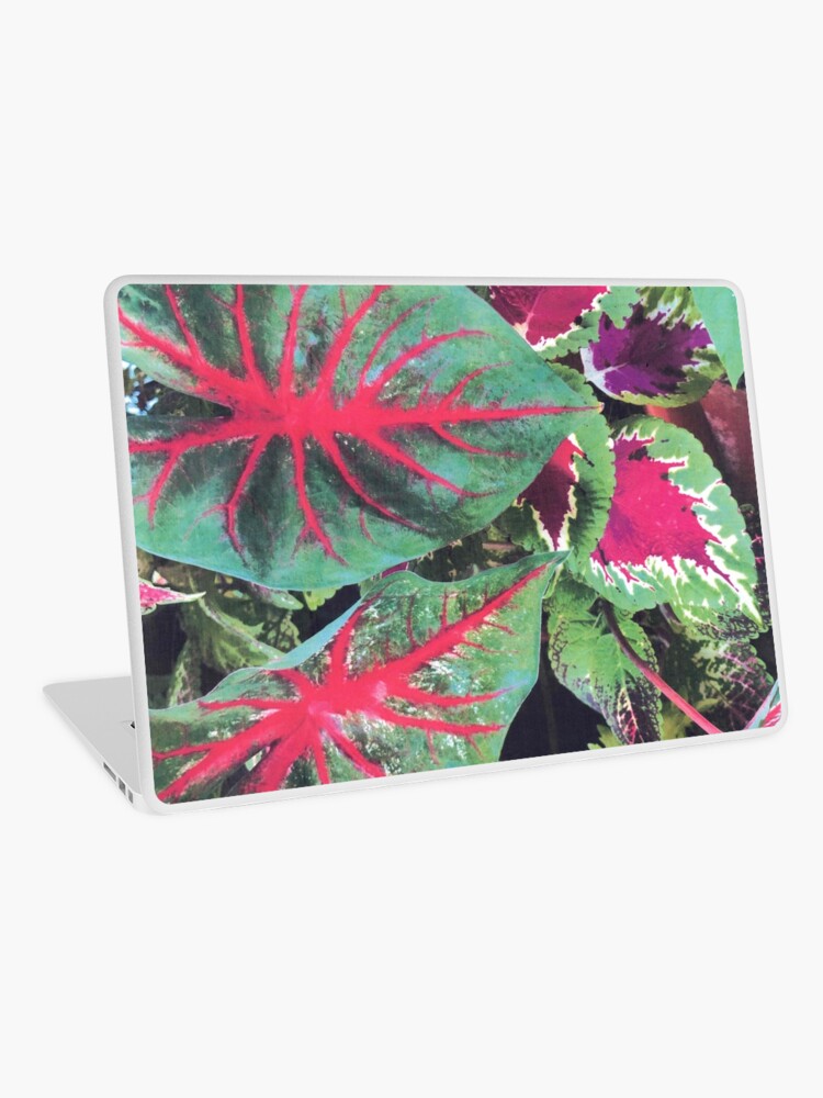 Thumbnail 1 of 2, Laptop Skin, CALADIUMS N COLEUSES designed and sold by DAVIDLIBERTY.