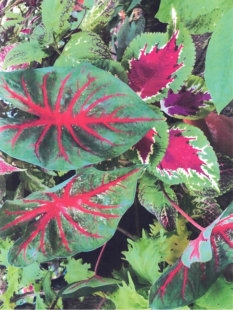 Thumbnail 2 of 2, Postcard, CALADIUMS N COLEUSES designed and sold by DAVIDLIBERTY.