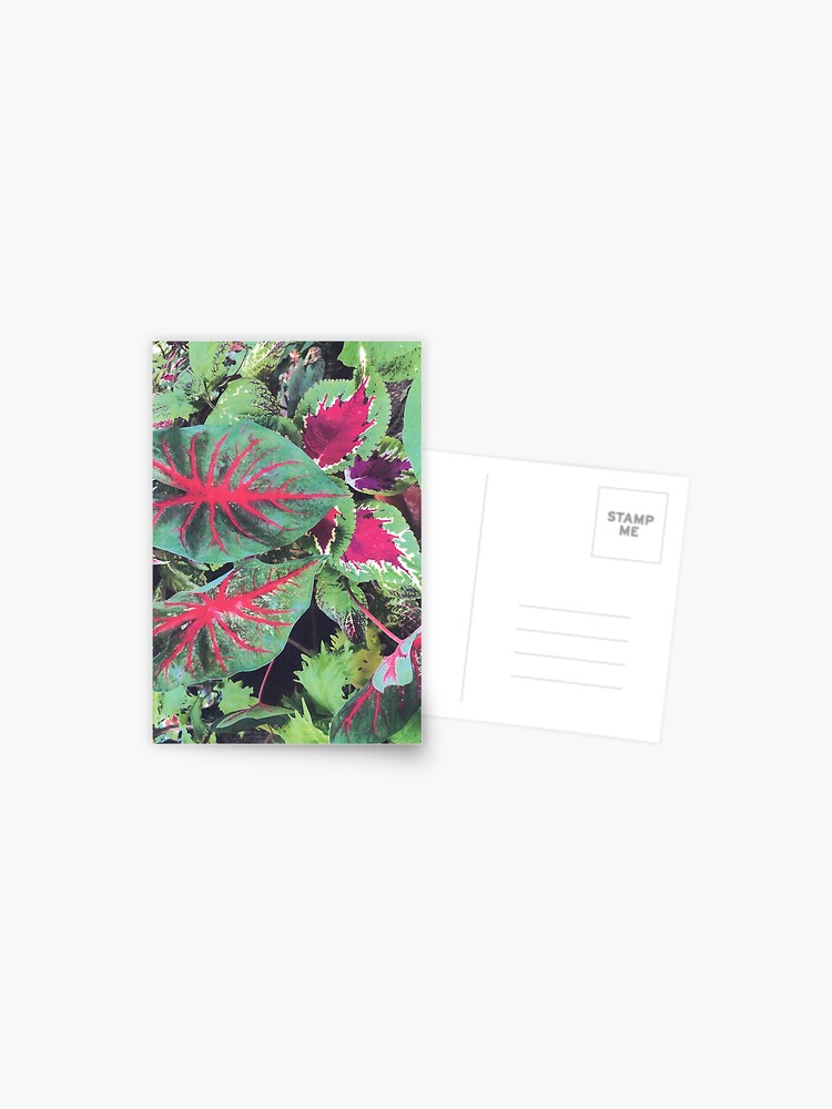 Thumbnail 1 of 2, Postcard, CALADIUMS N COLEUSES designed and sold by DAVIDLIBERTY.