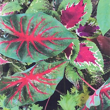 Artwork thumbnail, CALADIUMS N COLEUSES by DAVID Liberty