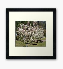 Spring Blooms Framed Print