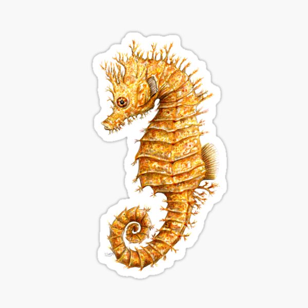 Artikel-Vorschau von Schönes Seepferdchen Hippocampus hippocampus, designt und verkauft von chloeyzoard.