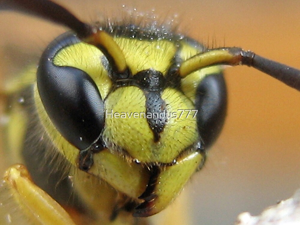 "Yellow Jackets Face" by Heavenandus777 Redbubble