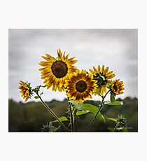 Orange and Gold Photographic Print