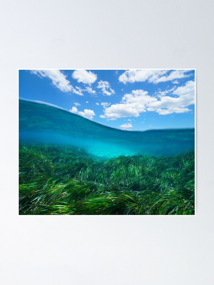 Seagrass Underwater Sea And Blue Sky With Cloud Poster For Sale By Seaphotoart Redbubble