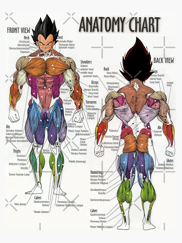 "Saiyan Anatomy Chart" Sticker by ravvstheworld | Redbubble