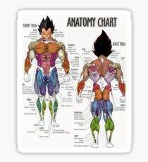 Saiyan Anatomy Chart Sticker