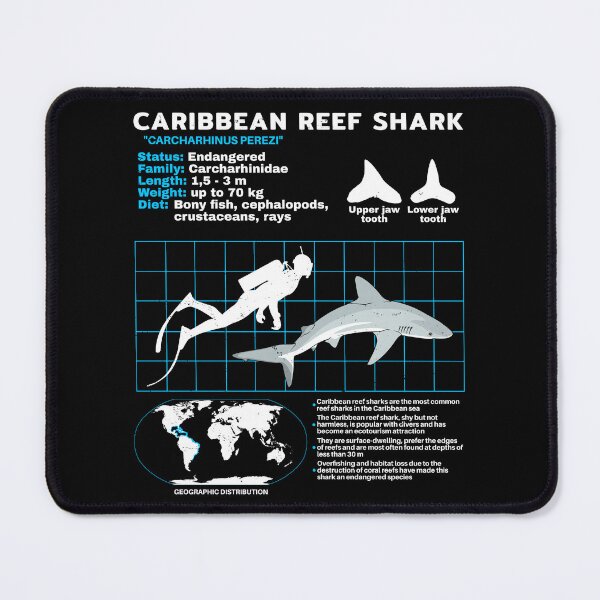 Item preview, Caribbean Reef Shark Fact Sheet designed and sold by NicGrayGraphic.